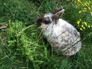 Nibbles eating the carrot tops!