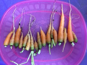 Our carrots!